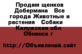 Продам щенков Добермана - Все города Животные и растения » Собаки   . Калужская обл.,Обнинск г.